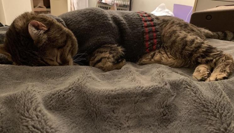 котарак - ЗЛАТНО ВРЕМЕ: Старче с козина реве за любимия си пуловер