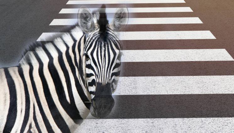 зебра - РАЙЕ ВЪРХУ РАЙЕ: Зебра-беглец шашна шофьори (ВИДЕО)