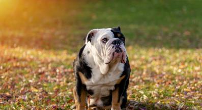 английски булдог