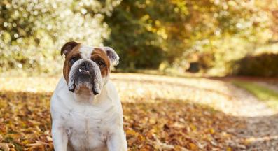 английски булдог