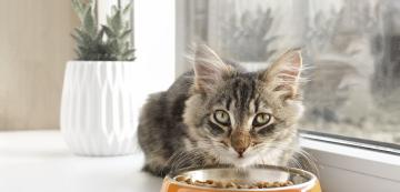 Хранят ли се котките прекомерно поради стрес