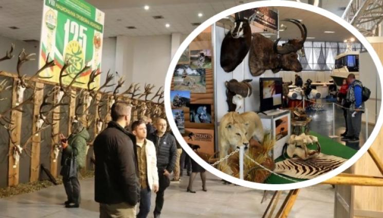 елени - 35 000 благородни елена бродят из България