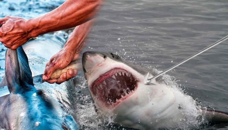 акула - Сгащиха три наши кораба в Румъния - ловували акули