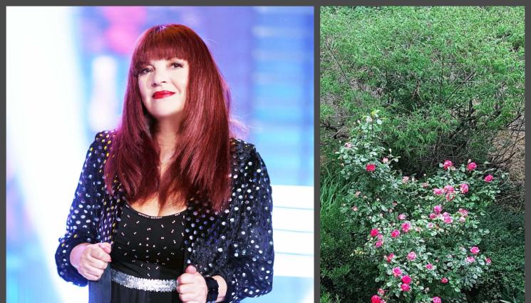 Джина - Откраднаха нарцисите на Джина от „Трамвай №5“