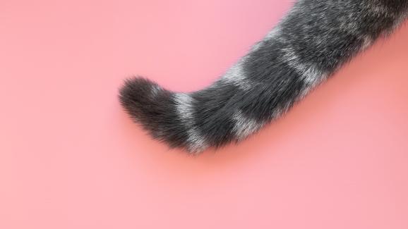 Защо опашките на котките са толкова дълги