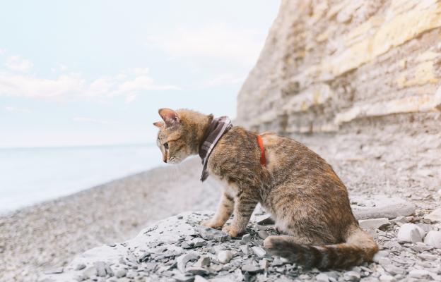 котка на плаж