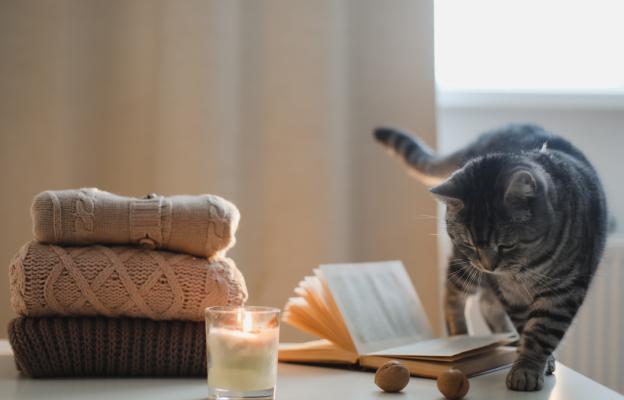 котка и свещи