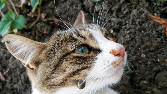 Възможно ли е котките да се разболеят от лаймска болест
