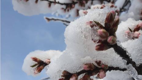 овошки сняг