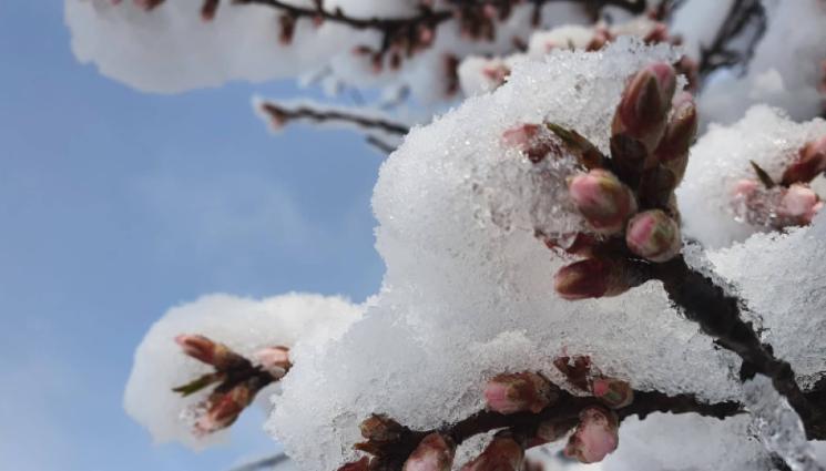 овошки сняг - Агро Телеграф: Обрат на времето, студ и сняг