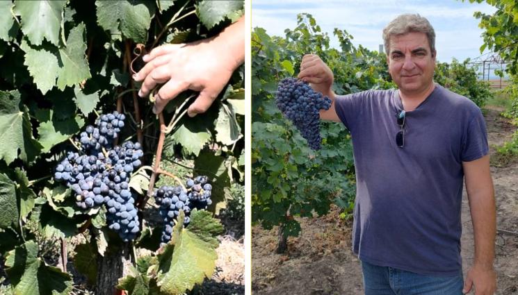 Атанас Карагеоргиев - Агро Телеграф: Атанас Карагеоргиев, собственик на лозе: Потомците на траките са най-унизените лозар