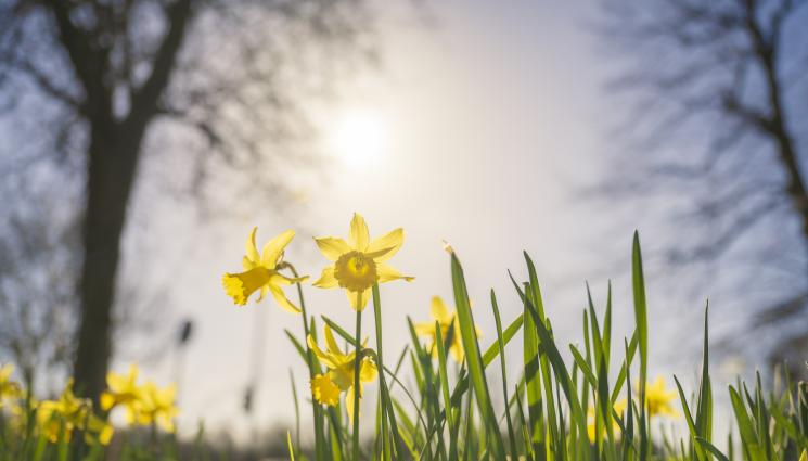 нарцис - Агро Телеграф: Отглеждаме нарциси от семе