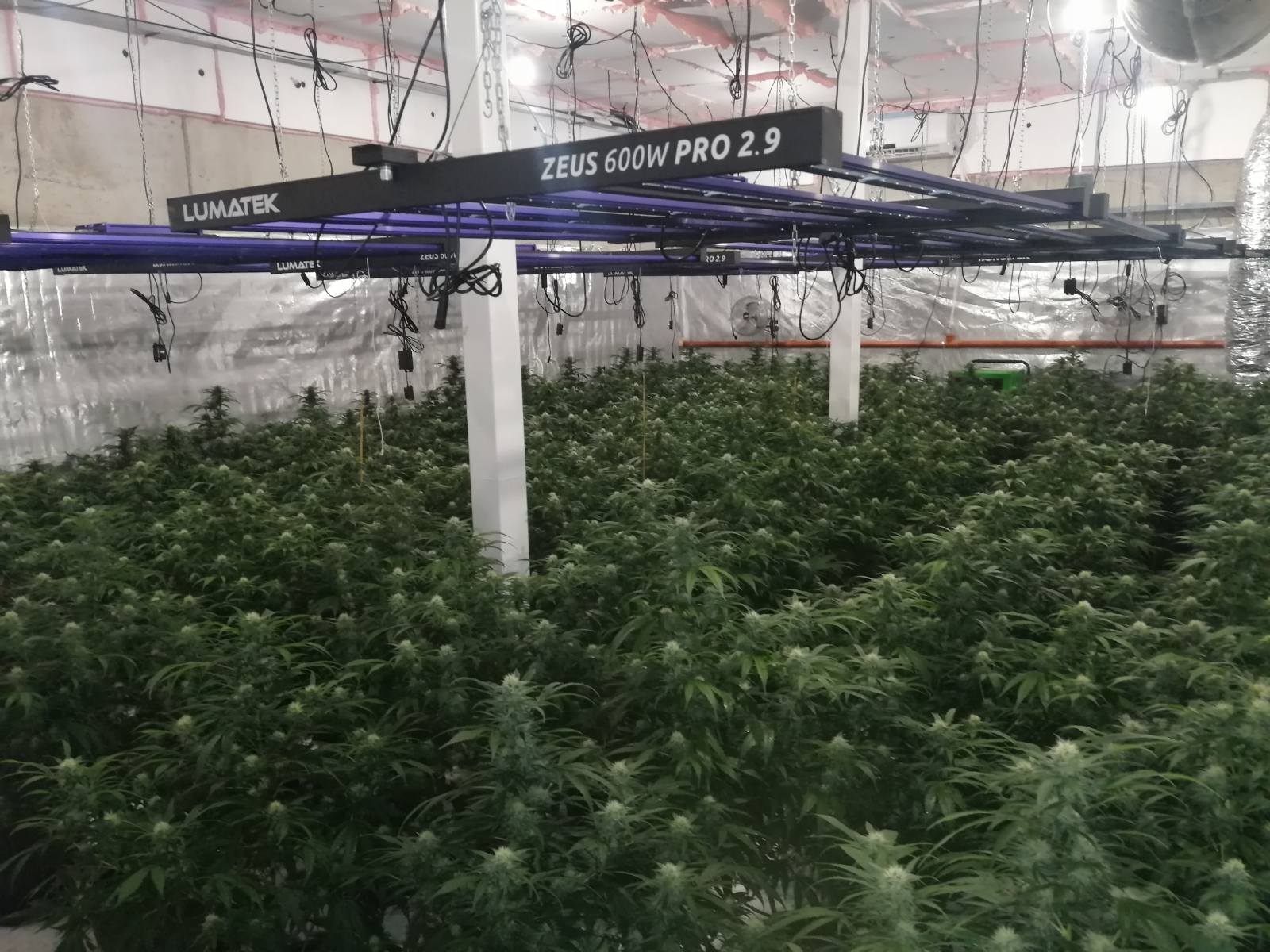 лаборатория марихуана