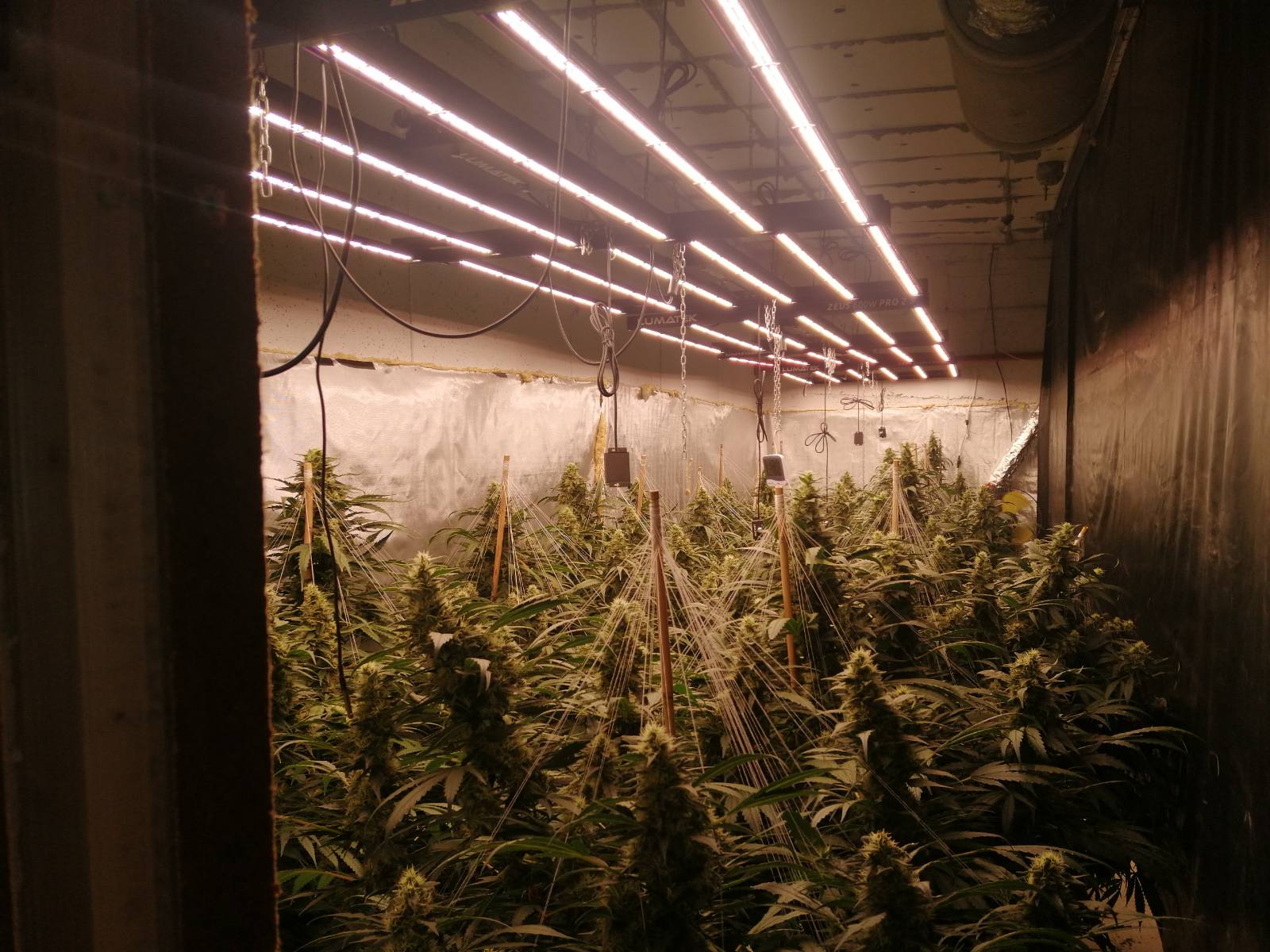 лаборатория марихуана