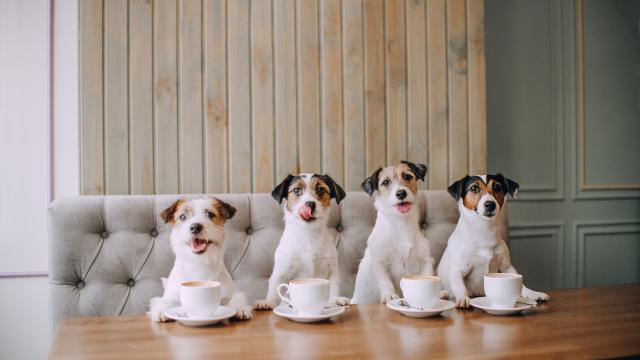 Първото кафене за кучета в Гърция: Изискани деликатеси и безкофеинови напитки