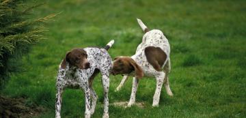 Игриво срещу агресивно кучешко ръмжене: бързи начини да ги различим