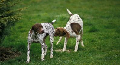 кучета качване