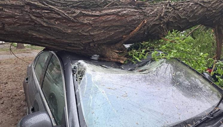 вятър - СТИХИЙНО БЕДСТВИЕ: Мощна буря изкорени дървета и отнесе покриви в Пловдив