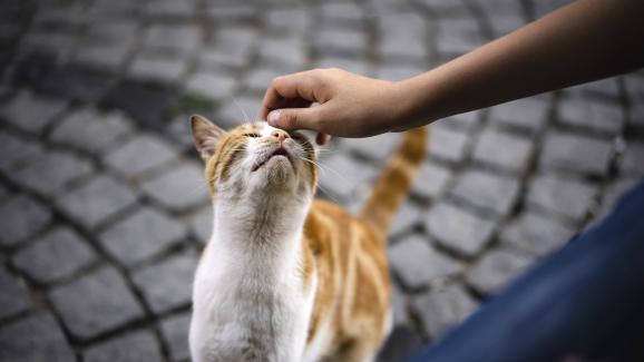 7 причини, поради които бездомните котки харесват конкретни хора