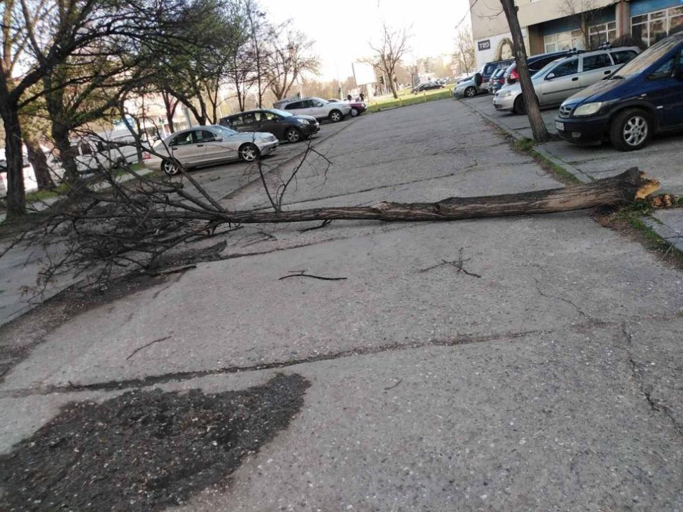 Дърво падна върху 62-годишен мъж в Пловдив. Човекът е получил