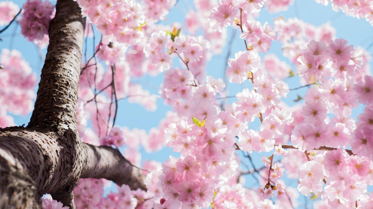 Пролетта дойде в Световния ден на щастието