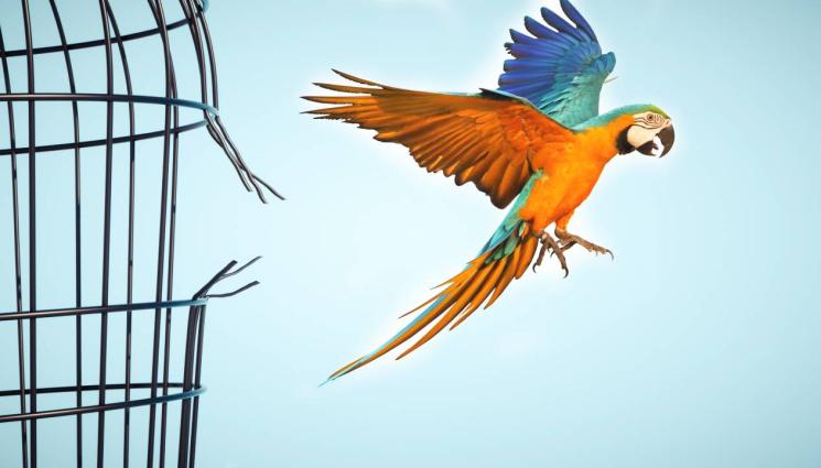 папагал - Папагал беглец вдигна във въздуха цял софийски квартал (ВИДЕО)