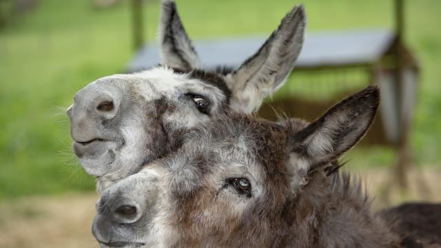 Двама пътешественици обикалят Европа и Балканите с две магарета и куче