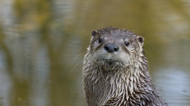 Изследване: Някои животни могат да помогнат в борбата срещу климатичните промени