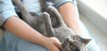 7 причини защо котките обичат да седят върху стопаните си