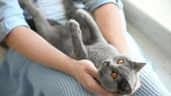 7 причини защо котките обичат да седят върху стопаните си
