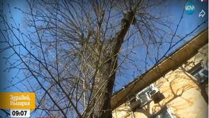 12 метрово дърво е напът да рухне върху къща в Пловдив