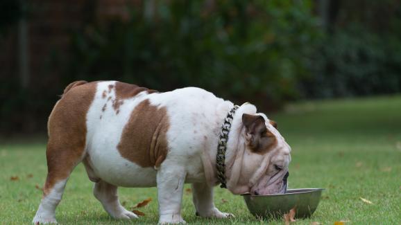 куче наднормено тегло