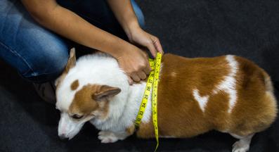 куче наднормено тегло