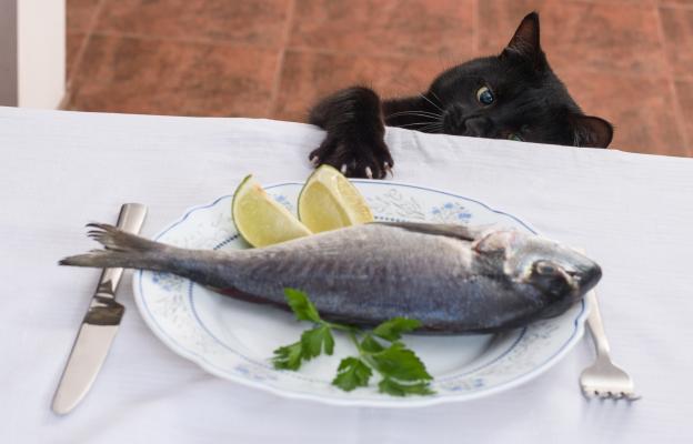 котка и риба