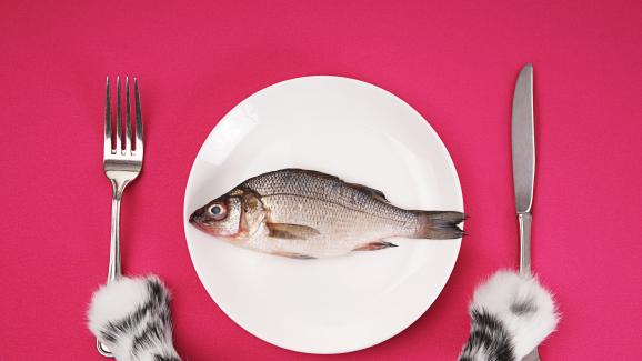 4 интересни причини защо котките обичат риба