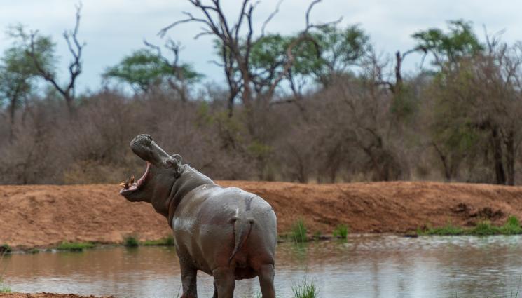 хипопотам - Колумбия пръска милиони, за да се отърве от хипопотамите на Пабло Ескобар