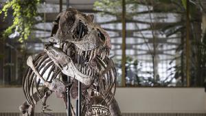 Скелет на гигантски тиранозавър рекс беше изложен публично вчера в