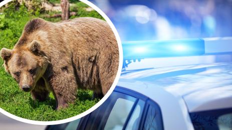 полиция мечка