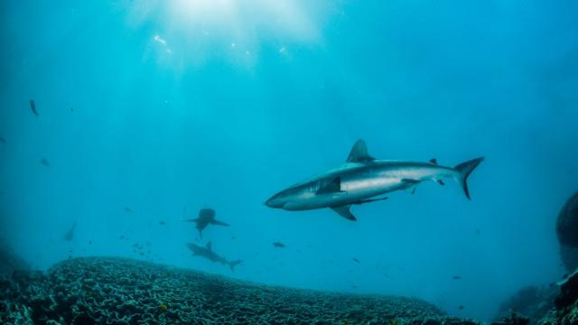 Нов рекорд: Учените заснеха риба на голяма дълбочина