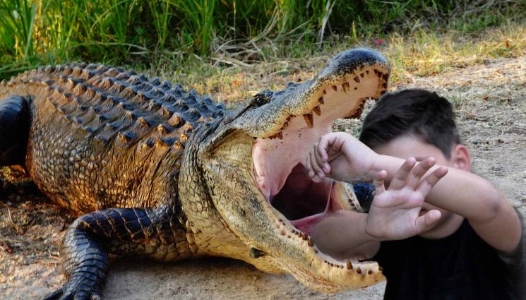 алигатор - Откриха изчезнало 2-годишно дете в устата на алигатор
