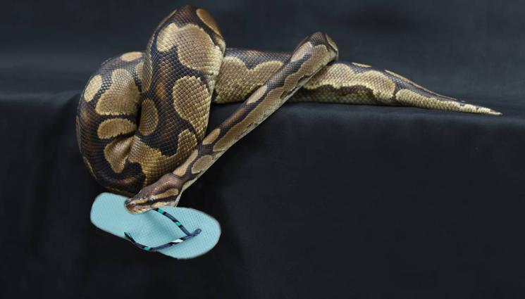 змия - Змия джебчийка вършее тихомълком, сви джапанка (ВИДЕО)