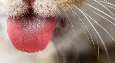 Котка ближе