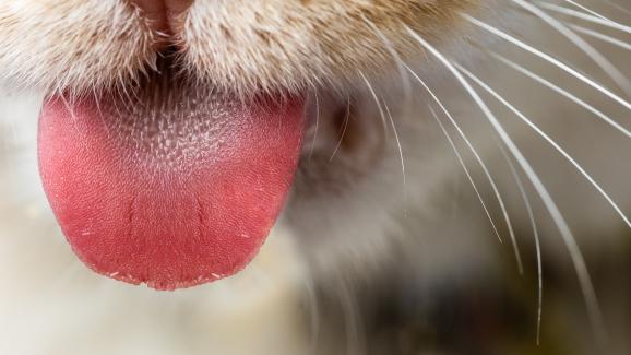 Котка ближе