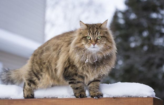 Сибирска котка