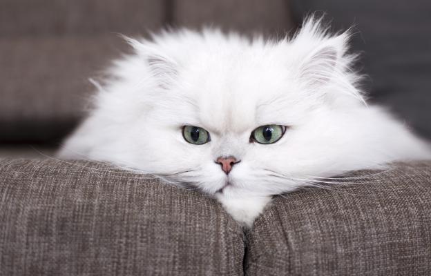Персийска котка