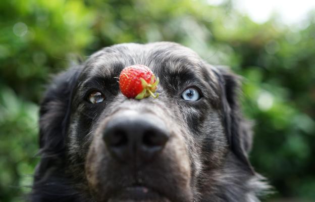 куче ягоди