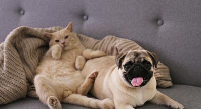 куче и котка