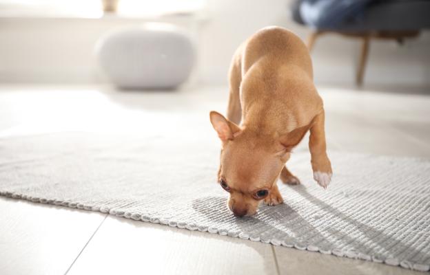 куче килим