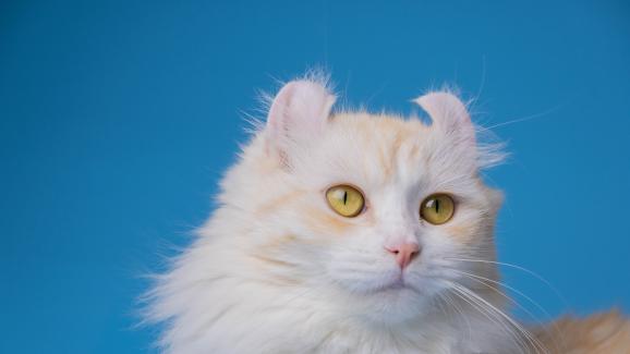 Нови породи котки - Стр.1 - DogsAndCats.bg