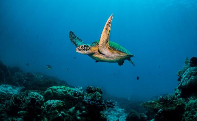 Глобалното затопляне: Пагубен ефект върху дивата природа, но не и върху морските костенурки